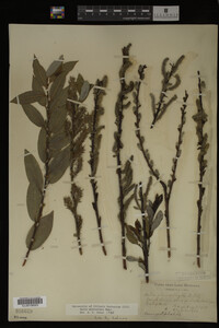 Salix myricoides image
