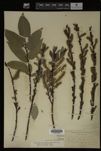 Salix myricoides image