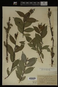 Salix myricoides image