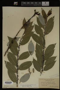 Salix myricoides image