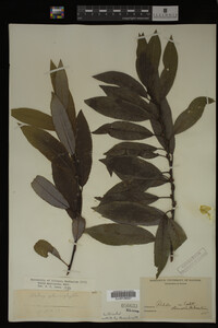 Salix myricoides image