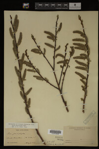 Salix myricoides image