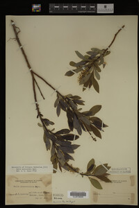 Salix myricoides image
