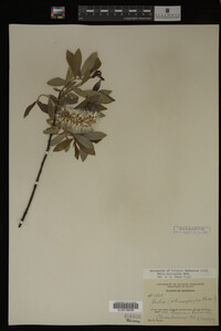 Salix myricoides image
