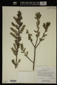Salix myricoides image