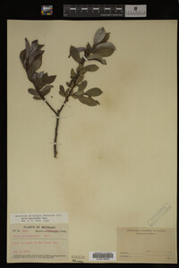 Salix myricoides image