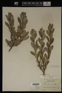 Salix myricoides image