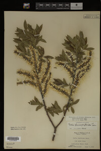Salix myricoides image