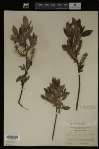 Salix myricoides image