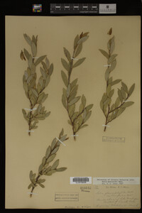 Salix myricoides image