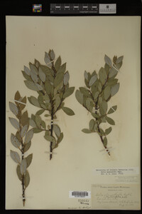 Salix myricoides image