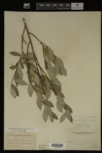 Salix myricoides image