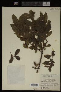 Salix myricoides image