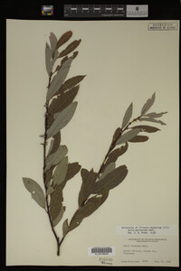 Salix myricoides image