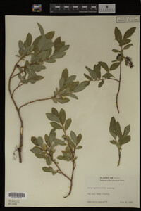 Salix myrtillifolia image