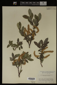Salix myrtillifolia image