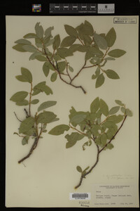Salix myrtillifolia image