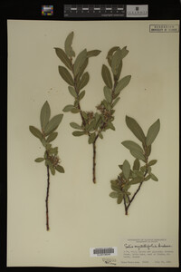 Salix myrtillifolia image