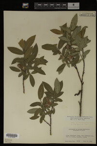Salix myrtillifolia image