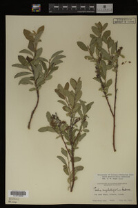 Salix myrtillifolia image
