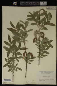 Salix myrtillifolia image