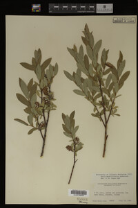 Salix myrtillifolia image