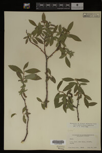 Salix myrtillifolia image