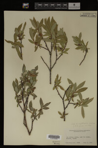 Image Associated With the Occurrence
