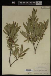 Image Associated With the Occurrence