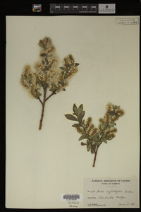 Salix myrtillifolia image