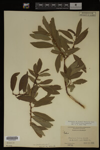Salix myrtillifolia image