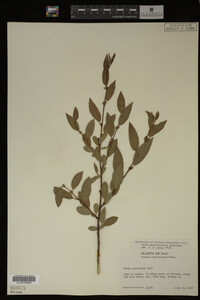 Salix myrtillifolia image