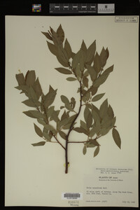 Image Associated With the Occurrence