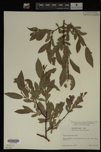 Image Associated With the Occurrence