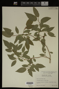 Salix myrtillifolia image