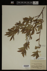 Image Associated With the Occurrence