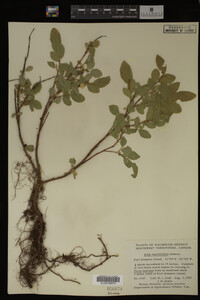 Salix myrtillifolia image