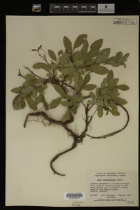 Salix myrtillifolia image