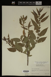 Salix myrtillifolia image