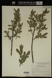 Salix myrtillifolia image