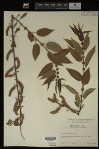 Image Associated With the Occurrence