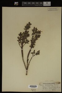 Salix myrtillifolia image