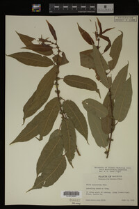 Salix myrtillifolia image