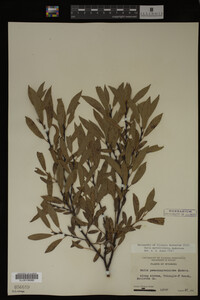 Image Associated With the Occurrence