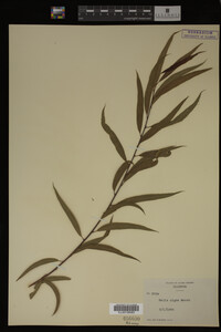 Salix nigra image