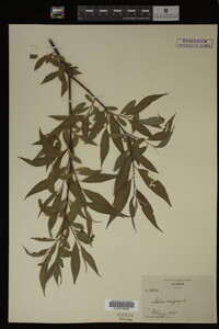 Salix nigra image