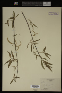 Salix nigra image