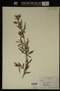 Image Associated With the Occurrence