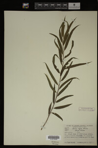 Salix nigra image