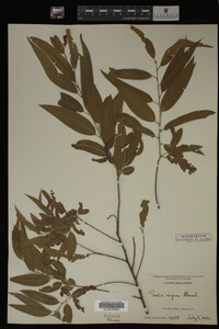 Salix nigra image